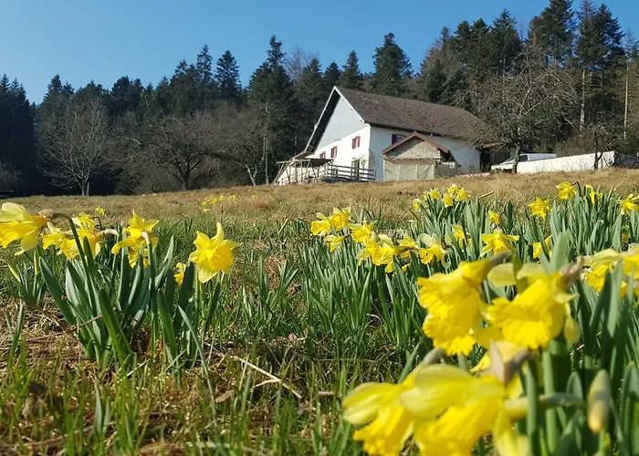 Joli 12 Personnes 200m2 Sauna Baby-foot * Cleurie